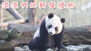 《超萌滾滾秀》 第191期 滾滾們的新年禮物 | iPanda熊貓頻道