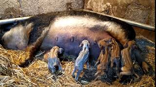 The Curly Pigs - Our Mangalitza Piglets