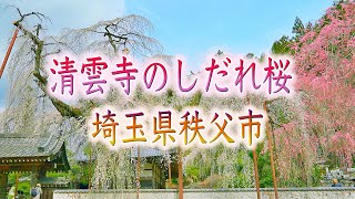 清雲寺のしだれ桜（埼玉県秩父市）