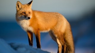 [ASMR] Binaural Animal Facts