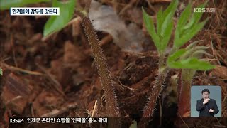 봄나물의 대명사 ‘땅두릅’…이젠 1월부터 맛본다