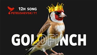 Goldfinch Best Training 12h - My New King