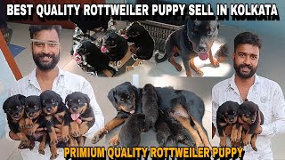 BEST QUALITY ROTTWEILER PUPPY SELL IN KOLKATA| PRIMIUM QUALITY ROTTWEILER PUPPY SELL IN KOLKATA