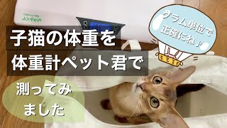 子猫の体重を体重計ペット君で計ってみました♪（５グラム単位で正確に）