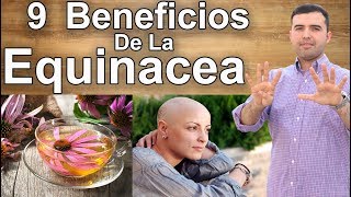 9 Beneficios de la Equinacea - Desde el Resfrío al Cáncer