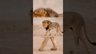 The lion and camel..|.    సింహం మరియు ఒంటె