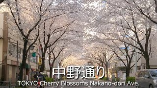 4K 【中野通り】東京お花見ドライブ －TOKYO Cherry Blossoms Nakano-dori Ave.