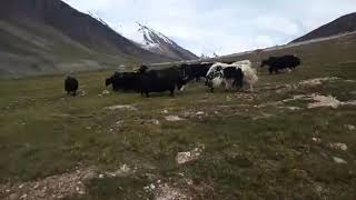 Yaks at Shimshal Pass , Hunza Valley, Pakistan #yaks #nature #beautiful #pakistan #nepal #Bhutan