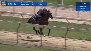 Lot 63, 2024 Magic Millions Gold Coast Horses In Training Sale