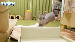 飼い主に呼ばれて文字通り飛んでくるも、目の前のソファーが見えず激突しちゃうウサギさん