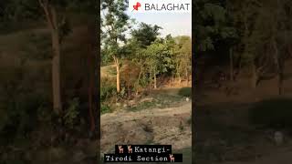 Deer Herd 🦌🦌 on Katangi -Tirodi section of BALAGHAT District.