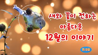 새와 꽃이 전하는 따뜻한 12월 이야기.....사랑과 온기로 가득한 12월 이야기