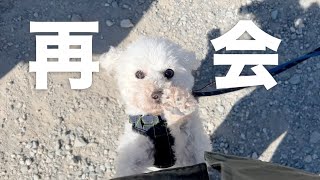 家庭犬になったコアくんと再会✨おめでとう！【譲渡会】