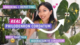 REAL PHILODENDRON CORDATUM unbox + repot with me 💪🥳🌿 I got a huge new plant! cordatum vs hederaceum