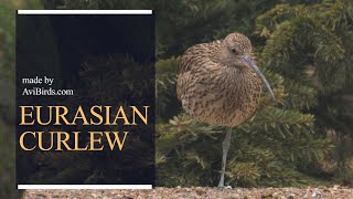 Eurasian Curlew / Common Curlew [Numenius Arquata]