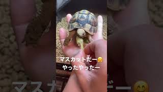 我が家のかわいいリクガメちゃん💗シャインマスカットが美味しすぎてその後小松菜一口も食べなかった😭#かわいい #ギリシャリクガメ #リクガメ #陸亀