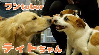 【初コラボ】youtuberのゴールデンレトリーバー、ティトちゃんに会いに行ってみた/ジャックラッセルテリア/多頭飼い