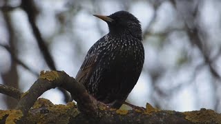 Ptice Hrvatske - Čvorak (Sturnus vulgaris) (Birds of Croatia - Starling) (2/10)