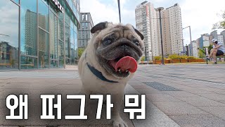 하필 퍼그로 태어나서.. #왓더퍼그 EP05