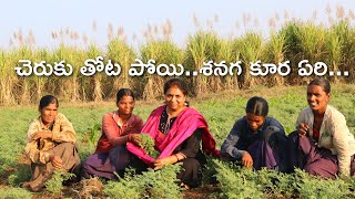 Cheruku Thota/ Sugarcane crop/ చెరుకు తోట/ pasupu thota/ sanga kura/Village Life