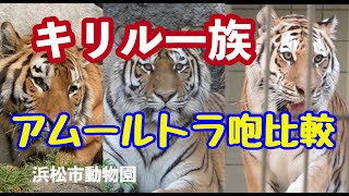 華麗なるキリル一族〜浜松市動物園（ハマZOO）アムールトラ