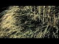 SMALL ACTS OF KINDNESS (DOGMAN ft MIKANS) VIDEO BY BRIGITTE NORMAN)