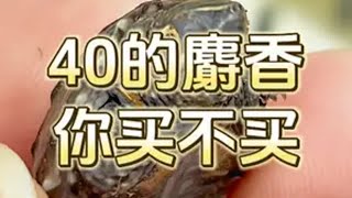 40的麝香，你还管它是冬天？喜欢龟宠的朋友可以进入首页加入粉丝群，和大家一起探讨分享哦！ 养龟日常 龟宠时代 乌龟 养龟人 龟龟🐢