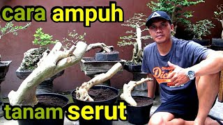 Tip Menanam Bonsai Serut Hasil Dongkelan