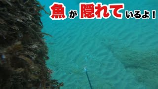 I want eat the Sashimi ,I aim some fish ! 【spear fishing】《English＋any sub》