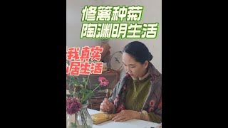 80后女子进山修篱种菊，过上陶渊明的生活，时光荏苒，岁月如歌#我的乡村生活 #小院时光 #小院改造 #回村画画 #山野自然