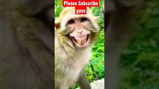 Hasne wala Bandar #shorts #monkey #comedy #funny #viral #bandar #laughing