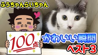 【池崎猫企画】ふうちゃんらいちゃんのかわいい瞬間Best3