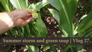 Summer storm and green snap | Vlog 27