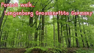 Forest walk, Relaxing, Nature, in Langenberg Großenritte Germany. Ep. 2