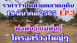 EP.3 ราคาวัวปิดท้ายตลาดวัวภูดิน อ.เมือง จ.กาฬสินธุ์ แม่พันธุ์โครงสร้างใหญ่ๆ พ่อพันธุ์ลูกสตริงเรย์