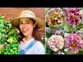 NEW Pansies for 2025! 🌼 Beautiful & Unique Varieties You Need to See