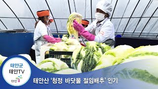 태안TV - 태안산 `청정 바닷물 절임배추' 인기