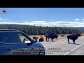 accidentally broke into the largest herd of bison in north america