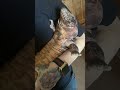 Tegu Argentino Mi reptil favorito