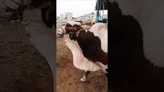 Subhan Allah Beautifulcow Heavy Bull Qurbani 2025 #ytshort #animal #viralshort #cute #youtubeshorts