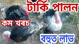 Turkey Birds farming in Assam