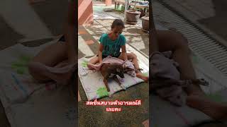 สดชื่นสบายตัวอารมณ์ดีเลยคะ#ซูซิหมาพิการเดินไม่ใด้ #dogslife #dog #animals #doglover #pets #shorts