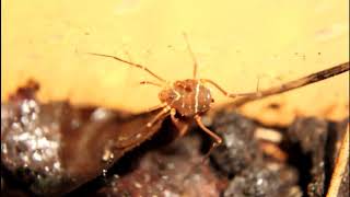 Ornate Harvestman Vonones ornata