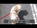 シーズーあさのお散歩