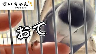 モフモフでお手をする仕草が可愛いすぎた(笑)コザクラインコ飼育Vlog