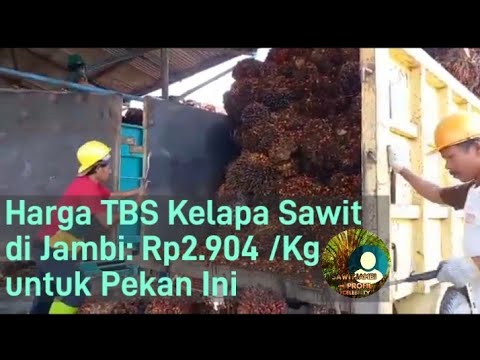 "Harga TBS Kelapa Sawit Di Jambi: Rp2.904 /kg Untuk Pekan Ini" - YouTube