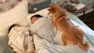 お寝坊なパパに圧をかける柴犬と２歳娘｜犬と子供のvlog