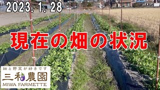 「2023年1月28日」現在の畑の状況。NO593（2023.1.28）