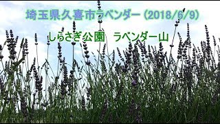 埼玉県久喜市ラベンダー・しらさぎ公園ラベンダー山(2018/6/9)