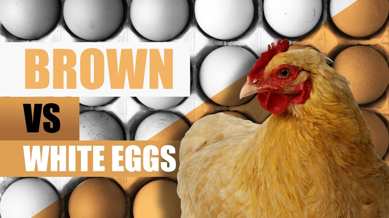 White Eggs Vs Brown Eggs, What's Healthier? - YouTube